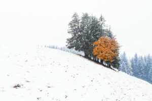 Photographie minimaliste d’un arbre orange isolé sur une colline enneigée, illustrant le contraste de couleur en composition hivernale.