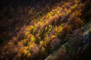 Forêt automnale colorée éclairée par la lumière naturelle, illustrant l’usage des couleurs et des textures en photographie de paysage.