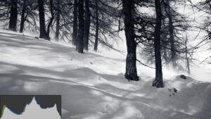 Image en noir et blanc en forêt avec un histogramme photo centré