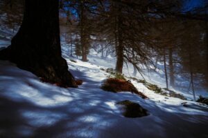 Scène de forêt enneigée avec des jeux d’ombres projetées au sol, illustrant l’usage dramatique de la lumière naturelle en photographie de paysage.