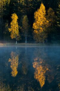 Photographie verticale de bouleaux dorés se reflétant dans un lac calme, illustrant la symétrie naturelle et la douceur de la lumière d’automne.