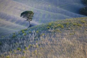 Photographie d’un arbre isolé placé sur un point de force selon la règle des tiers.