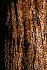 Gros plan d’écorce d’arbre mettant en valeur les textures naturelles et les détails grâce à la lumière.