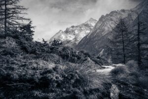 Photo de montagne en noir et blanc prise à ras du sol avec un premier plan végétal et des sommets enneigés en arrière-plan