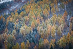 Photo de forêt de montagne en automne capturée au téléobjectif avec des arbres colorés et poudrés de neige