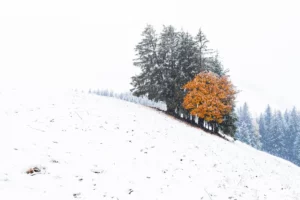 Arbre aux feuilles oranges au milieu d’un paysage enneigé