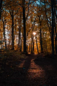 Forêt d’automne éclairée par un soleil rasant en contre-jour