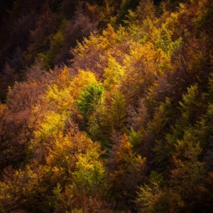 Feuillages colorés éclairés par une lumière en montagne