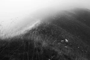Pente herbeuse dans la brume avec un mouton isolé en montagne