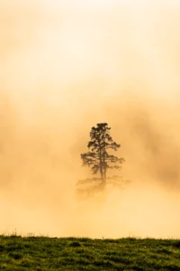 Arbre solitaire baigné dans une brume dorée pendant la golden hour.