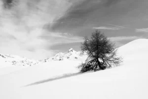 Arbre solitaire dans un paysage enneigé, éclairé par une lumière latérale qui projette une longue ombre.