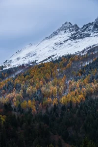 Forêt de mélèzes en automne éclairée par une lumière diffuse créant un rendu doux et naturel.