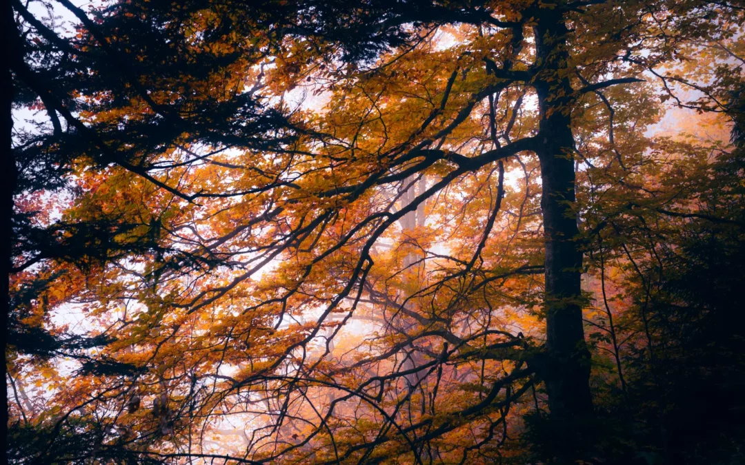 Photo de montagne : 8 points de vue à connaître absolument