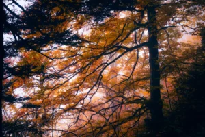 Détail en gros plan d’un tronc d’arbre ou texture naturelle en montagne