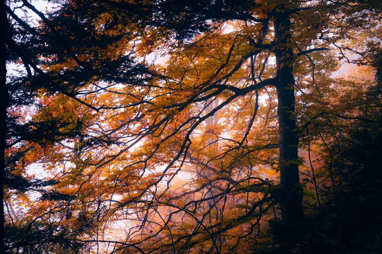 Découvrez et maîtrisez 8 points de vue pour la photo de montagne afin de composer des paysages captivants qui vous ressemblent. Découvrez et maîtrisez 8 points de vue pour la photo de montagne afin de composer des paysages captivants qui vous ressemblent.