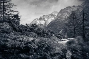 Photo de montagne prise à ras du sol avec premier plan végétal et reliefs en fond