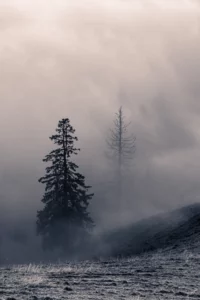 Sapin au premier plan dans le brouillard, paysage minimaliste sur une pente.