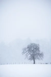 Arbre solitaire sous une chute de neige, paysage minimaliste.