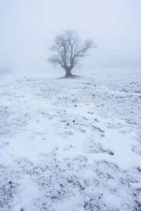 Texture de neige au premier plan et arbre solitaire dans le brouillard, paysage minimaliste.