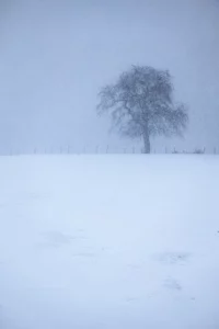 Arbre isolé dans une plaine enneigée, chute de neige et ligne de clôture en arrière-plan.