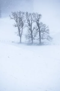Paysage hivernal enneigé avec des arbres sous la tempête, illustrant des réglages simples en photo de paysage
