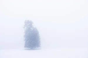 Sapins enneigés dans un brouillard dense, paysage de montagne en hiver