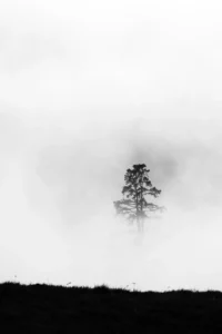 Arbre isolé dans le brouillard illustrant une composition minimaliste et la simplification de la scène en photo de paysage
